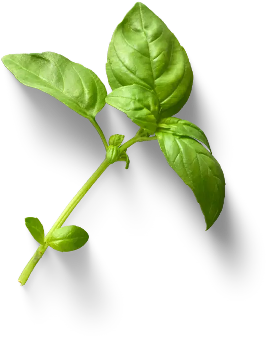 Albahaca