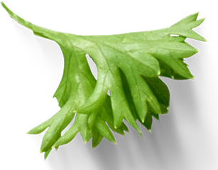 Albahaca